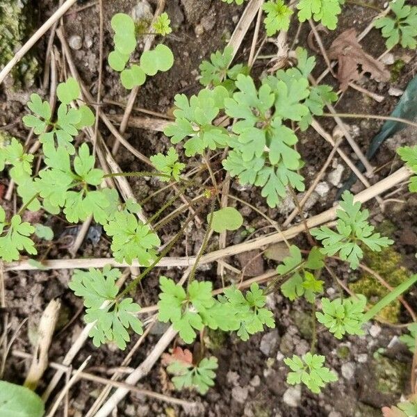 Geranium purpureum 叶