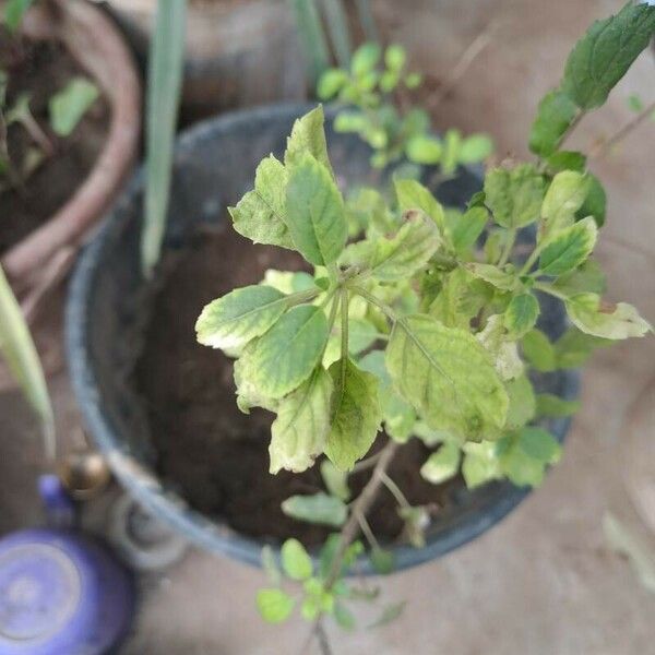 Ocimum tenuiflorum Lapas