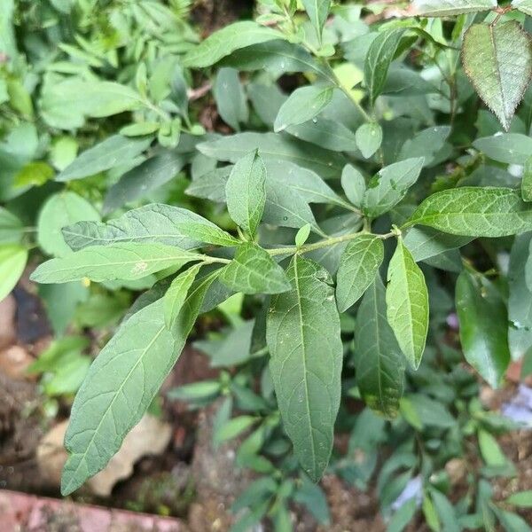 Solanum pseudocapsicum Blad