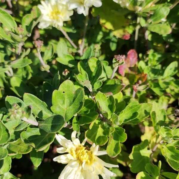 Chrysanthemum indicum Floare