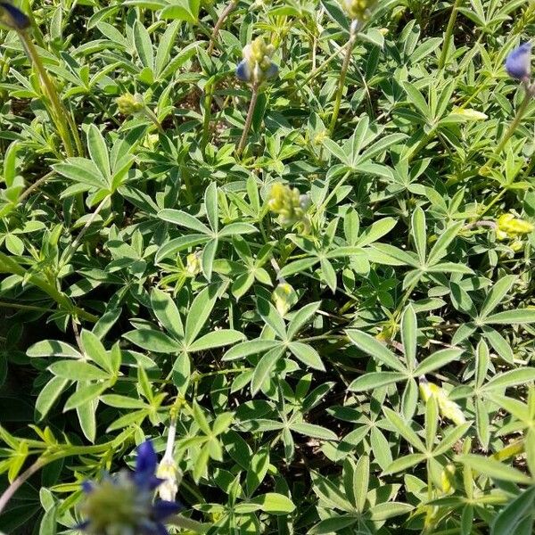 Lupinus texensis Lehti