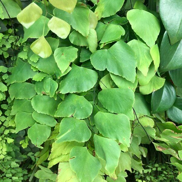 Adiantum peruvianum Leaf