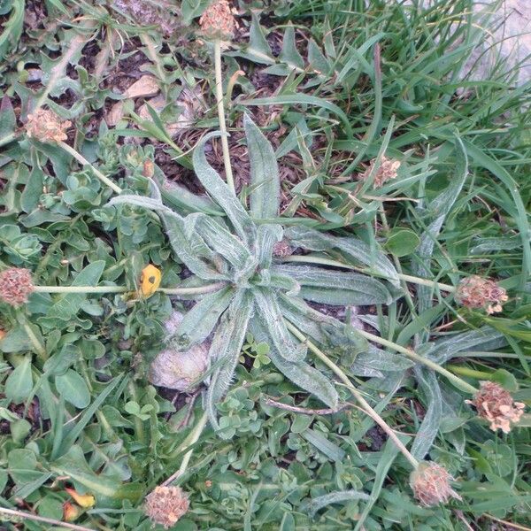 Plantago monosperma Inny