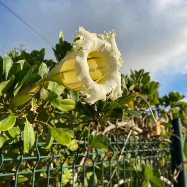 Solandra grandiflora Цветок