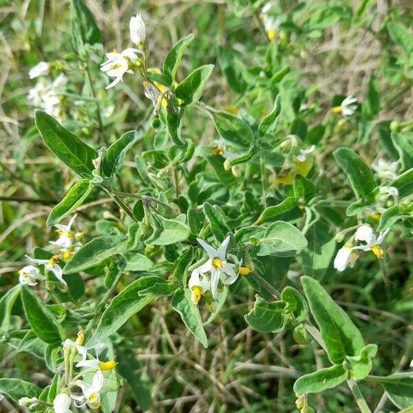 Solanum chenopodioides Sonstige