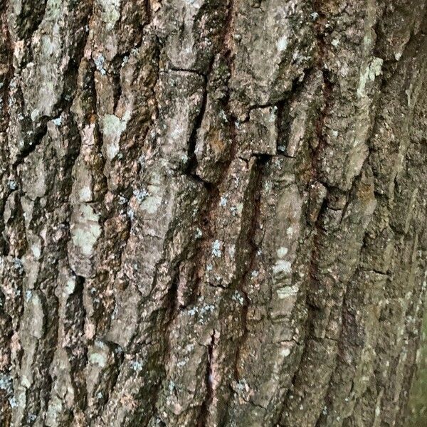 Quercus coccinea Bark