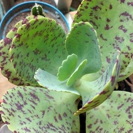 Kalanchoe marmorata Leaf