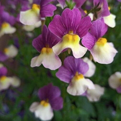 Linaria maroccana 花