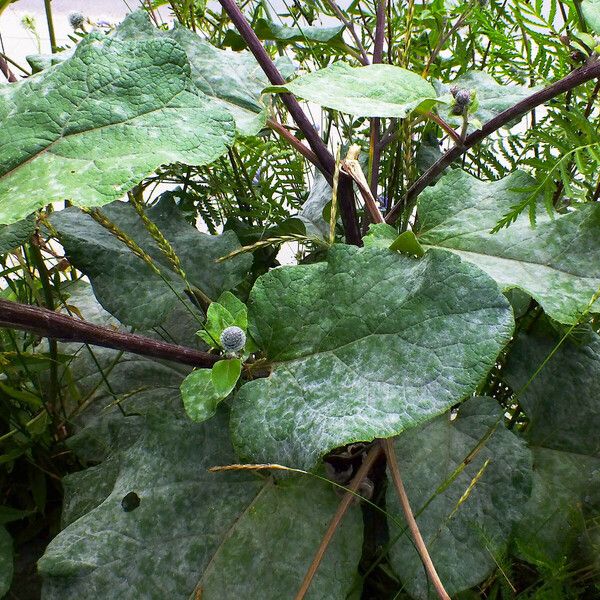 Arctium tomentosum Hábito