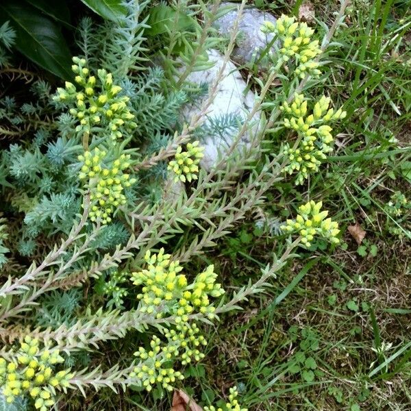 Petrosedum rupestre Hábito