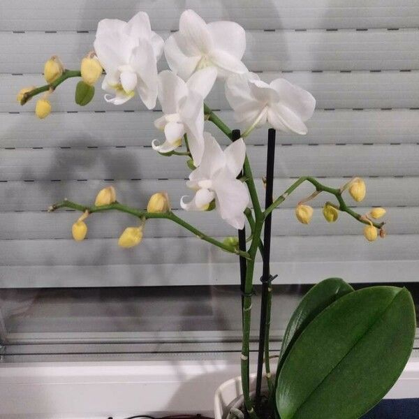 Phalaenopsis amabilis Kora