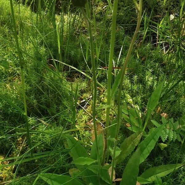 Hieracium lachenalii Leaf