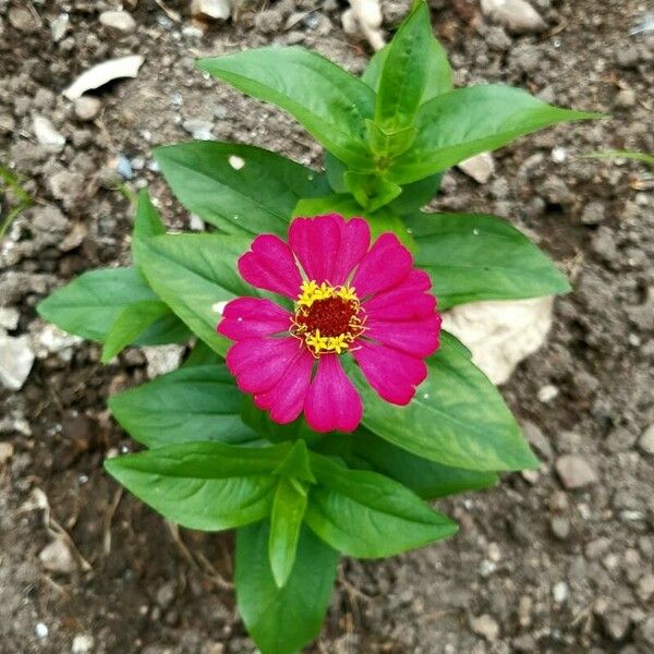 Zinnia elegans Květ