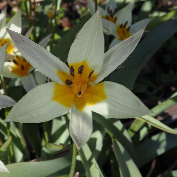 Tulipa biflora Blüte