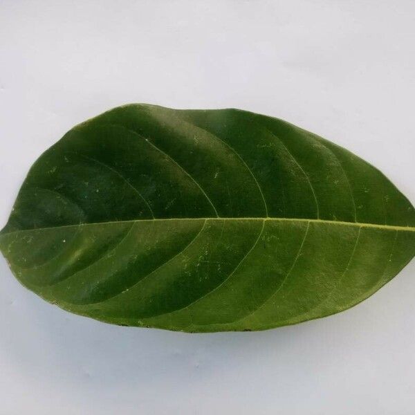 Artocarpus heterophyllus Leaf