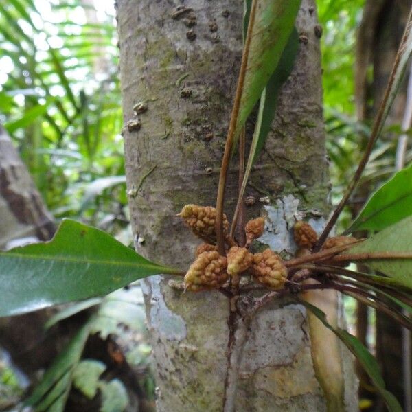 Pittosporum verrucosum 樹皮