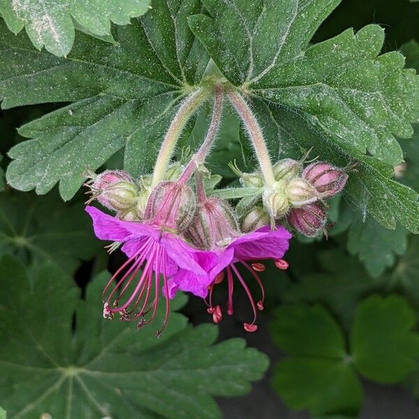 Geranium macrorrhizum Flower