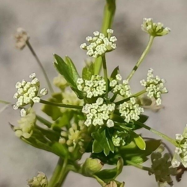 Apium graveolens Кветка