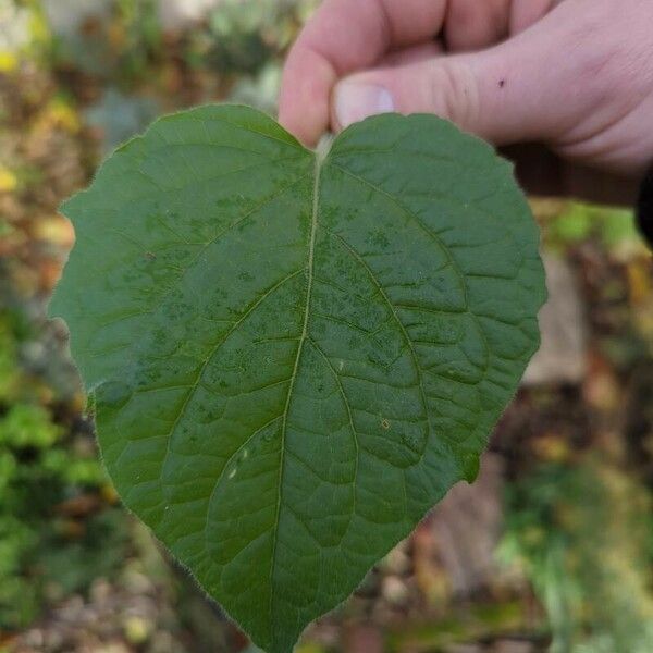 Physalis peruviana Foglia