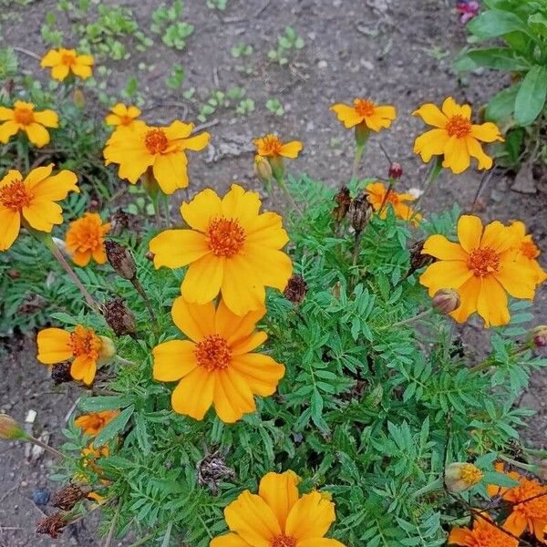 Tagetes tenuifolia Kvet