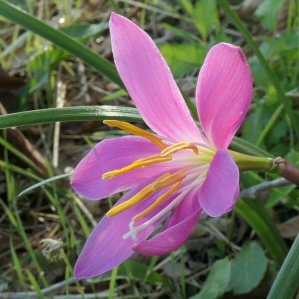 Zephyranthes carinata Flower