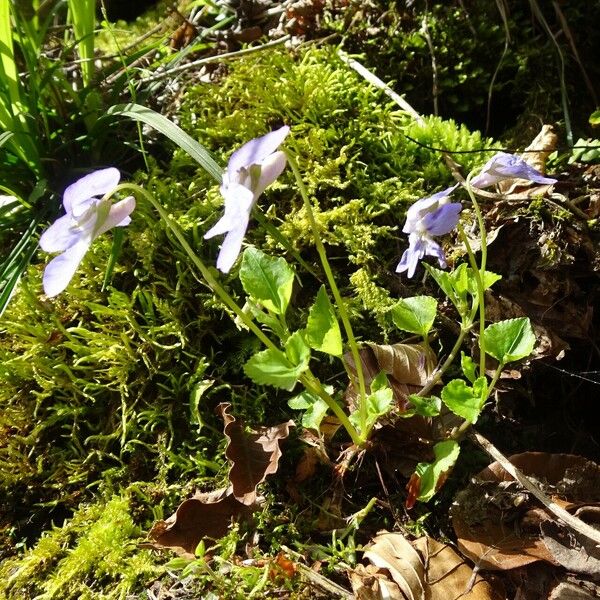 Viola riviniana Квітка