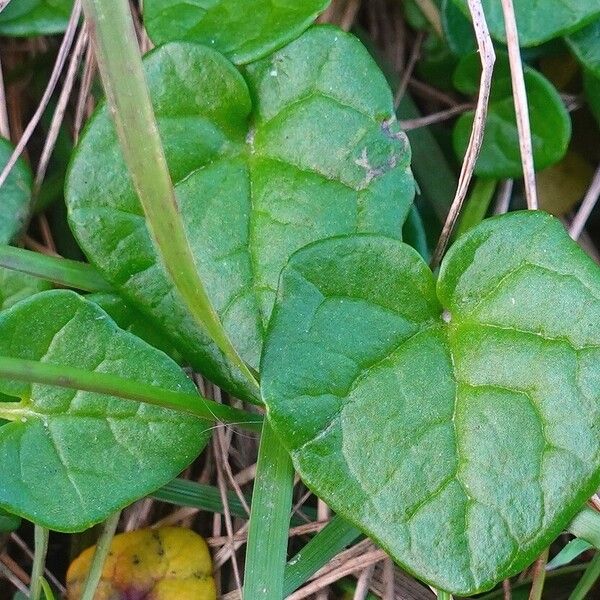 Cochlearia danica Blatt