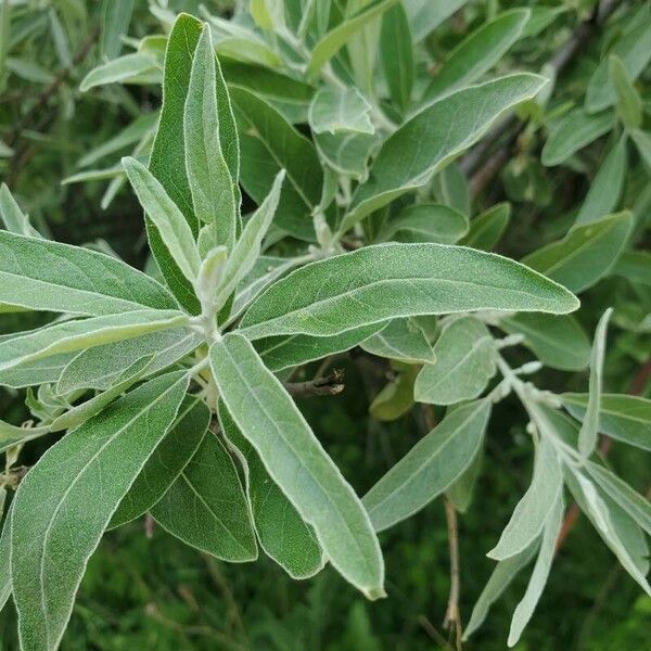 Elaeagnus angustifolia Foglia