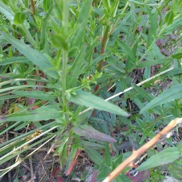 Epilobium roseum 葉