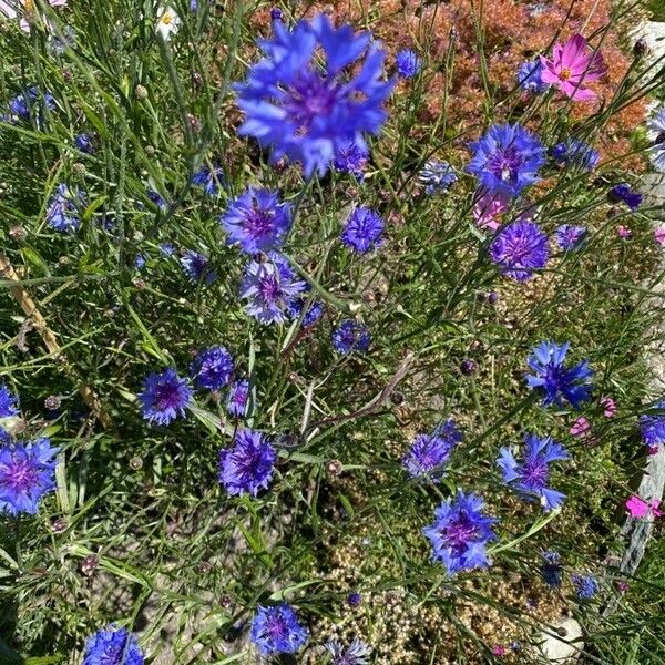 Centaurea cyanus 花