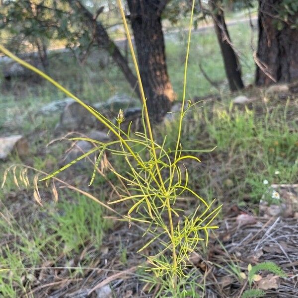 Cosmos parviflorus Leaf