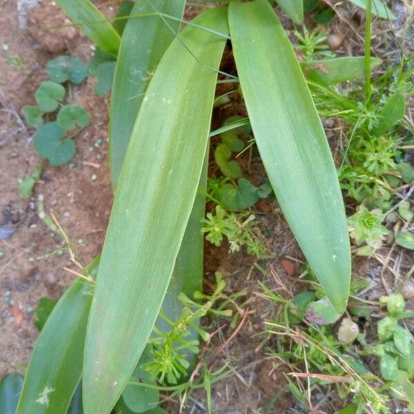 Hippeastrum petiolatum Leaf