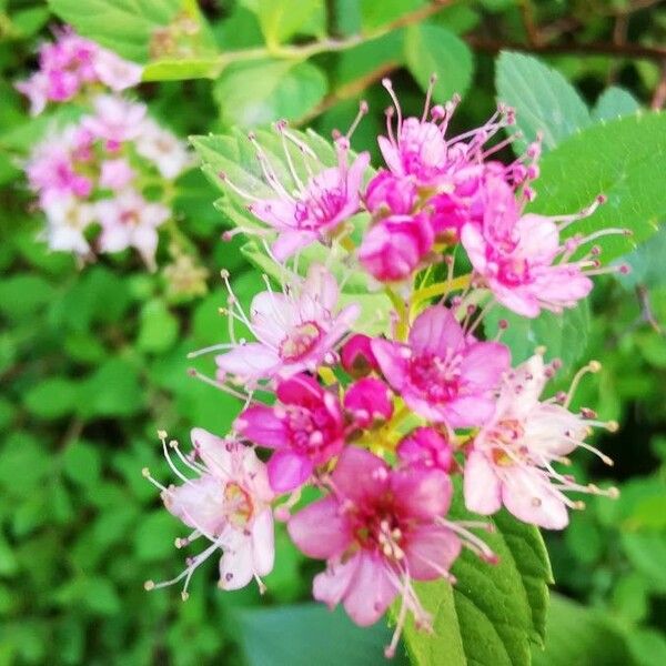 Spiraea japonica Flower