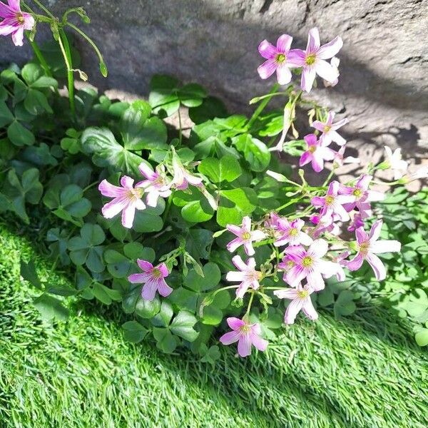 Oxalis debilis Blomst