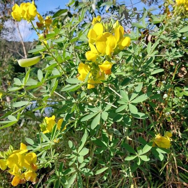 Crotalaria grahamiana Hábito