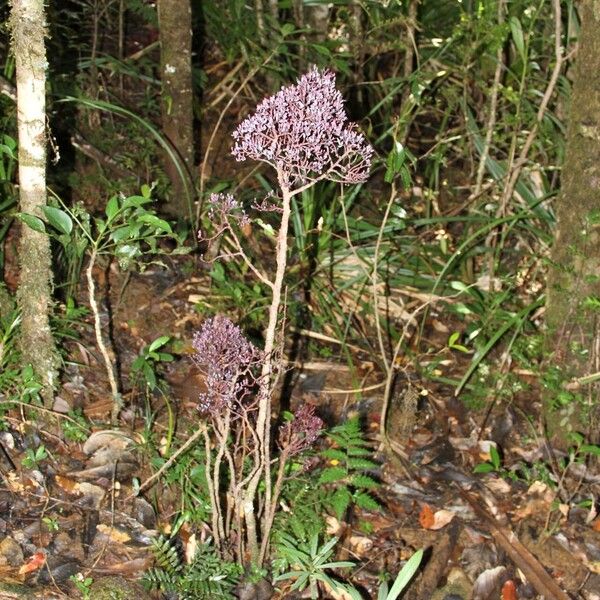 Parasitaxus usta Habit