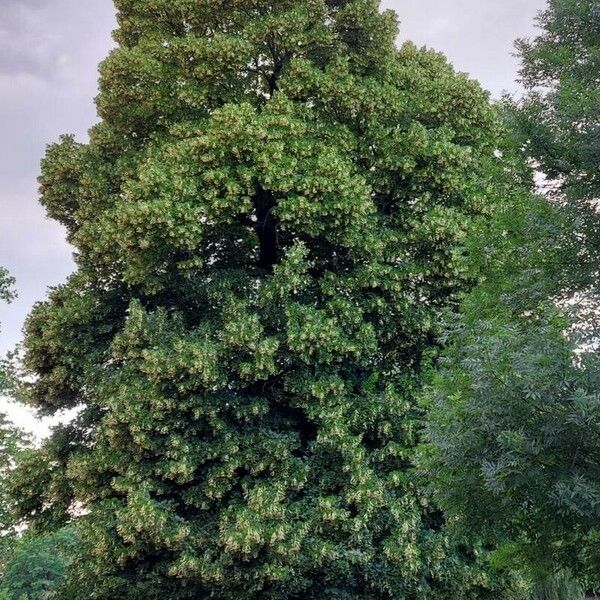 Tilia platyphyllos 整株植物