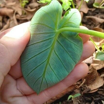 Peltandra virginica Leaf