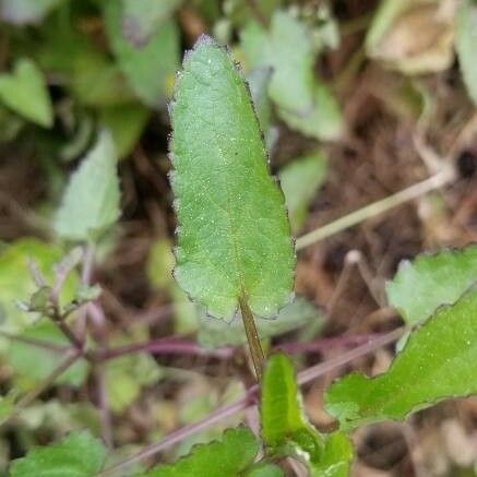 Stachys floridana 葉