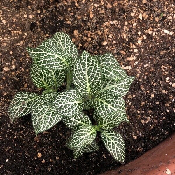 Fittonia albivenis पत्ता