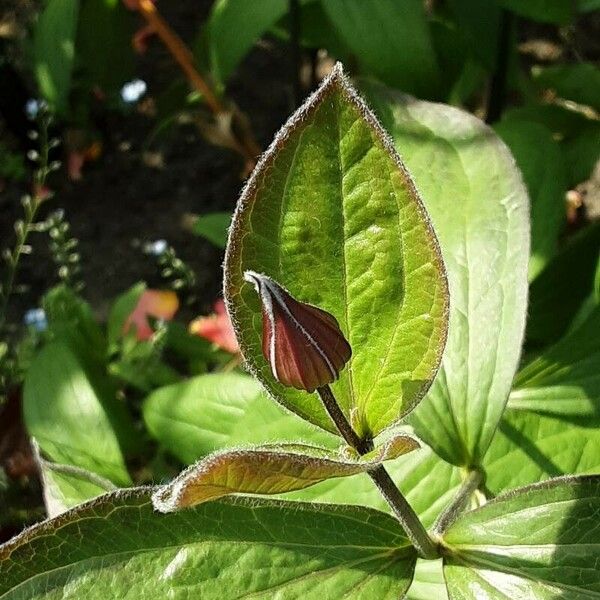 Clematis integrifolia Blodyn