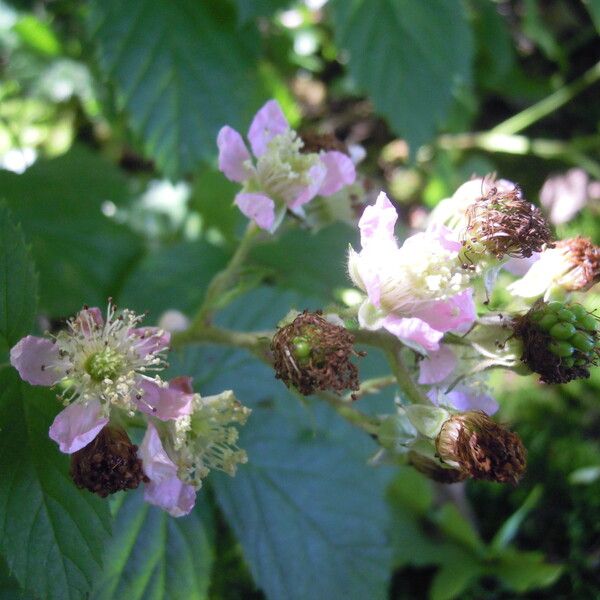 Rubus micans Blüte