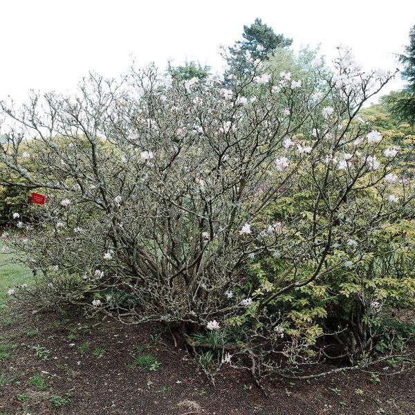 Rhododendron vaseyi (Pink-shell azalea)