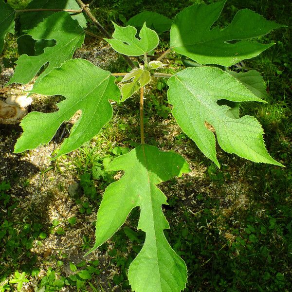 Broussonetia papyrifera Hoja