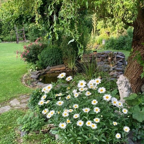 Leucanthemum maximum Flower