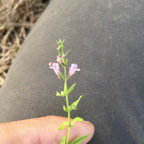 Scutellaria minor Flower