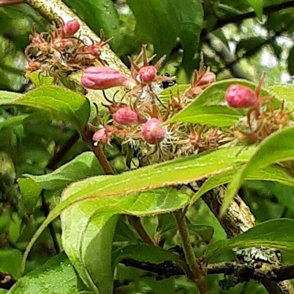 Kolkwitzia amabilis 花