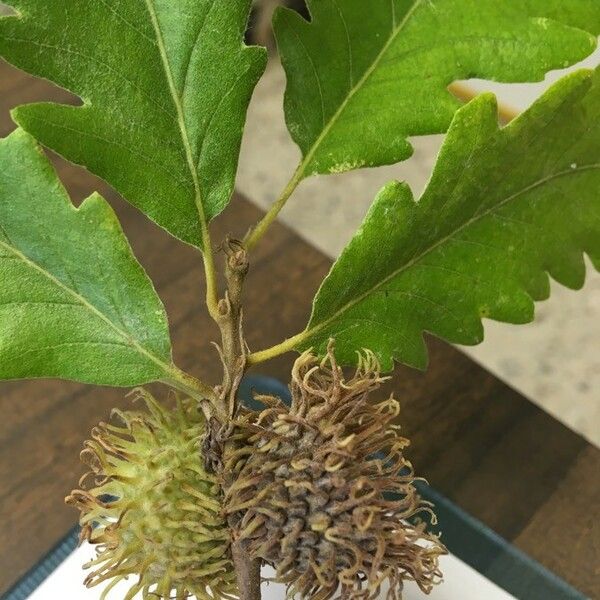 Quercus cerris Fruit