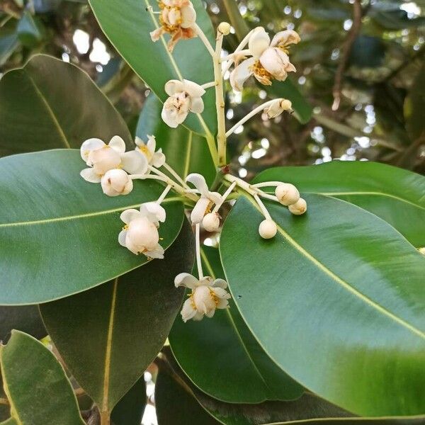 Calophyllum inophyllum Flower