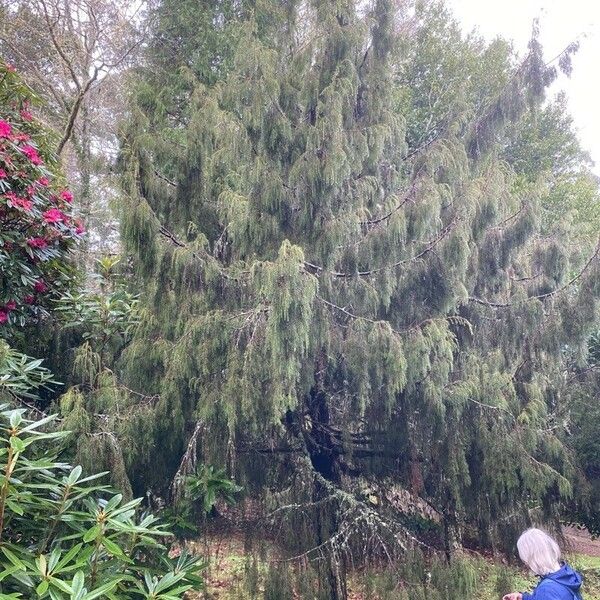 Juniperus cedrus Агульны выгляд